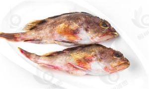 石斑鱼市场分析：现状洞察与未来趋势展望