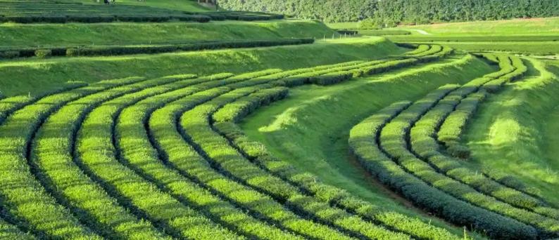 生态农业产业经济研究报告：绿色消费引领农业变革，生态农业规模持续扩大