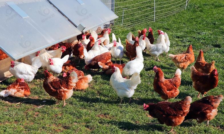 黄羽肉鸡产业经济研究报告:头部企业占据主导地位